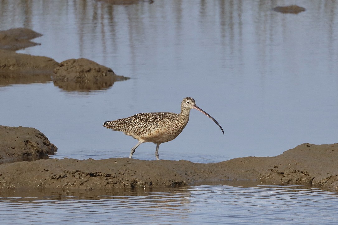 Courlis à long bec - ML644731495