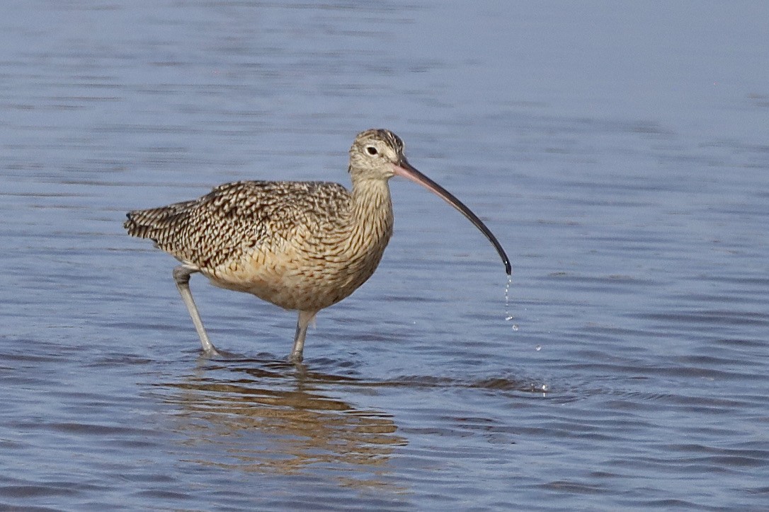 Courlis à long bec - ML644731496
