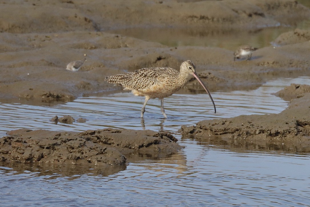 Courlis à long bec - ML644731497