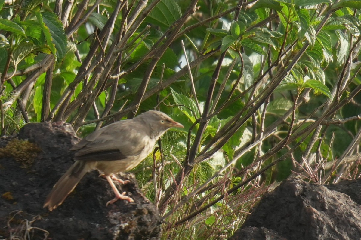Cratérope de brousse - ML644731500