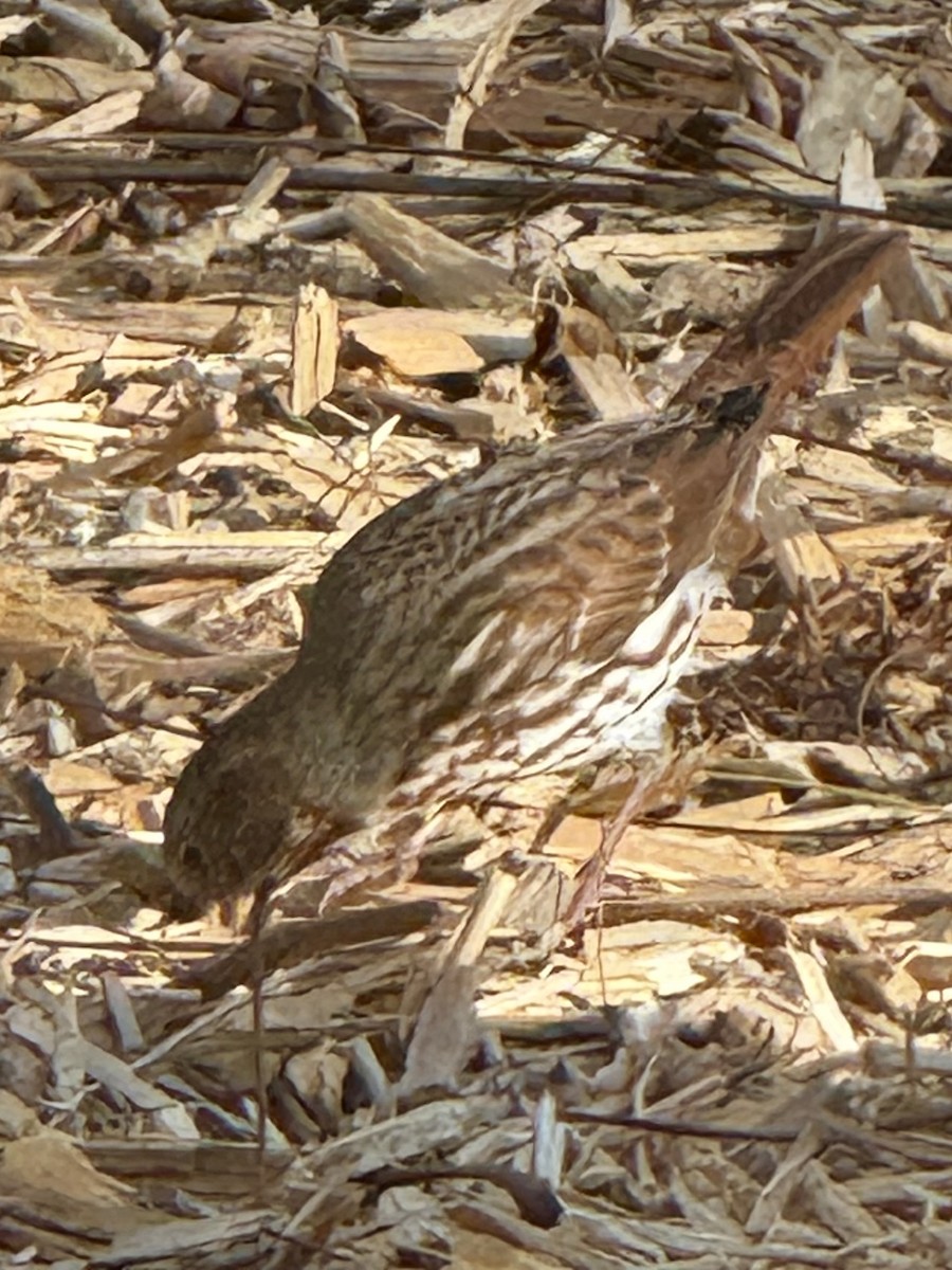 Bruant fauve - ML644731501