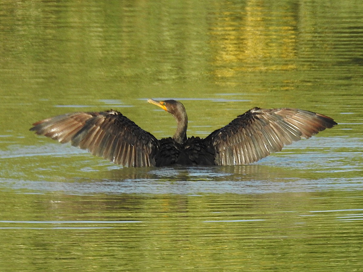 Cormoran à aigrettes - ML644731502