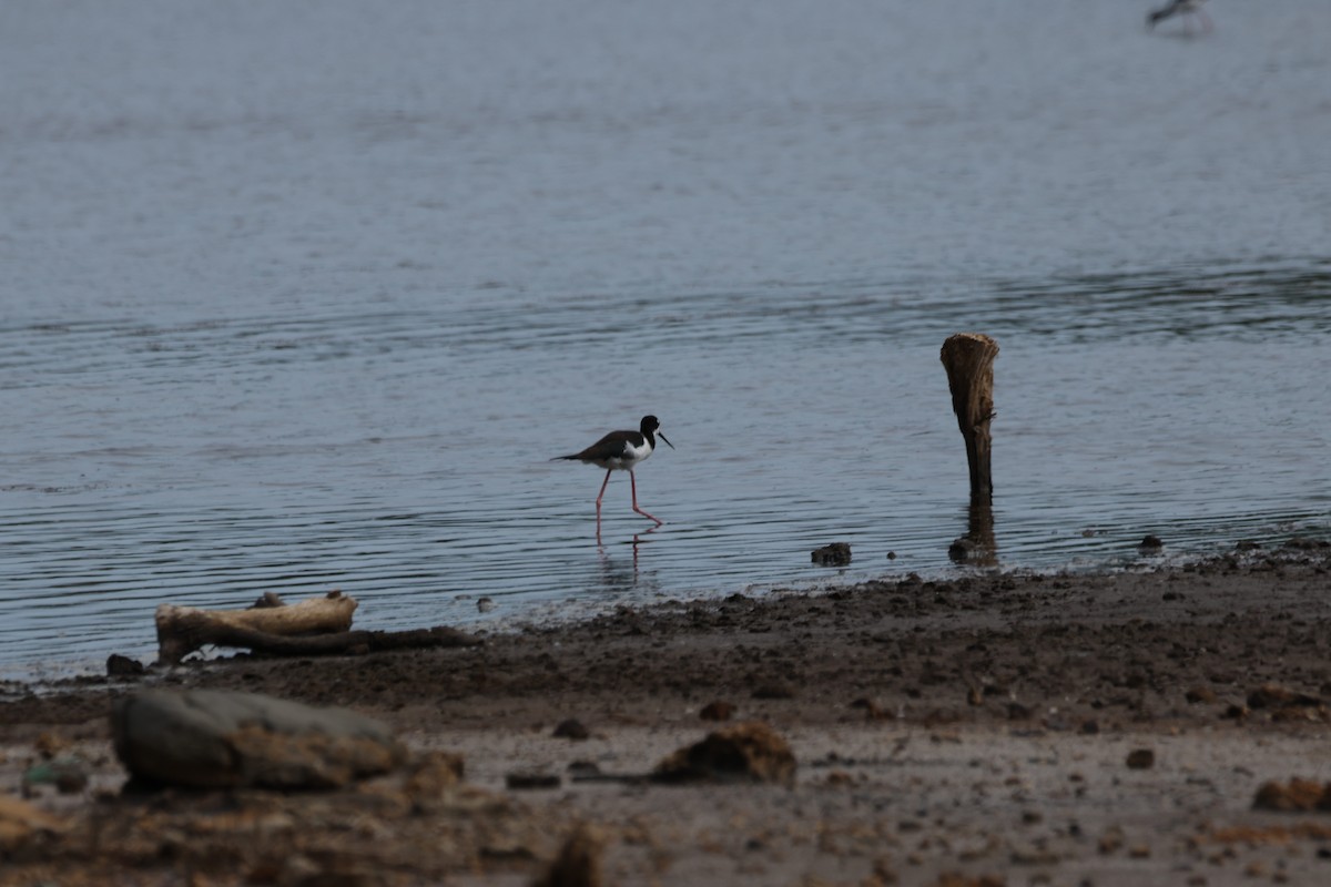 Échasse d'Amérique (knudseni) - ML644731504