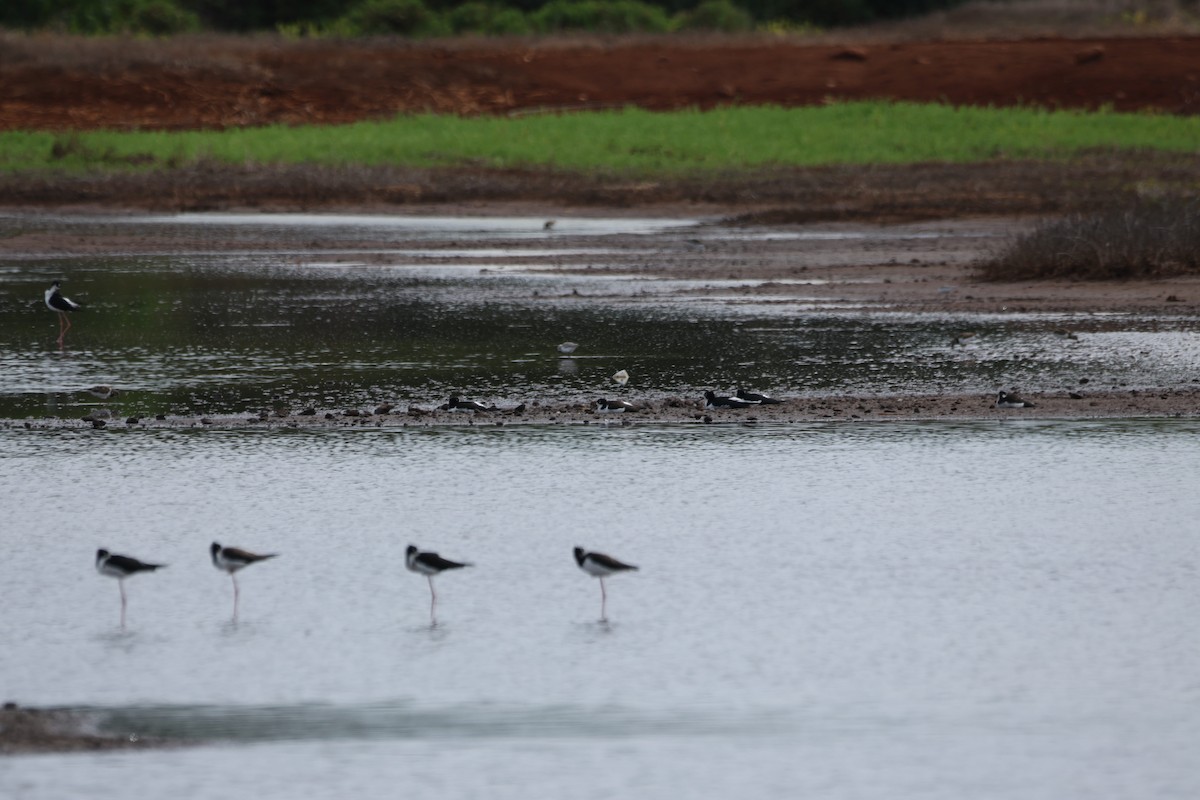 Échasse d'Amérique (knudseni) - ML644731505