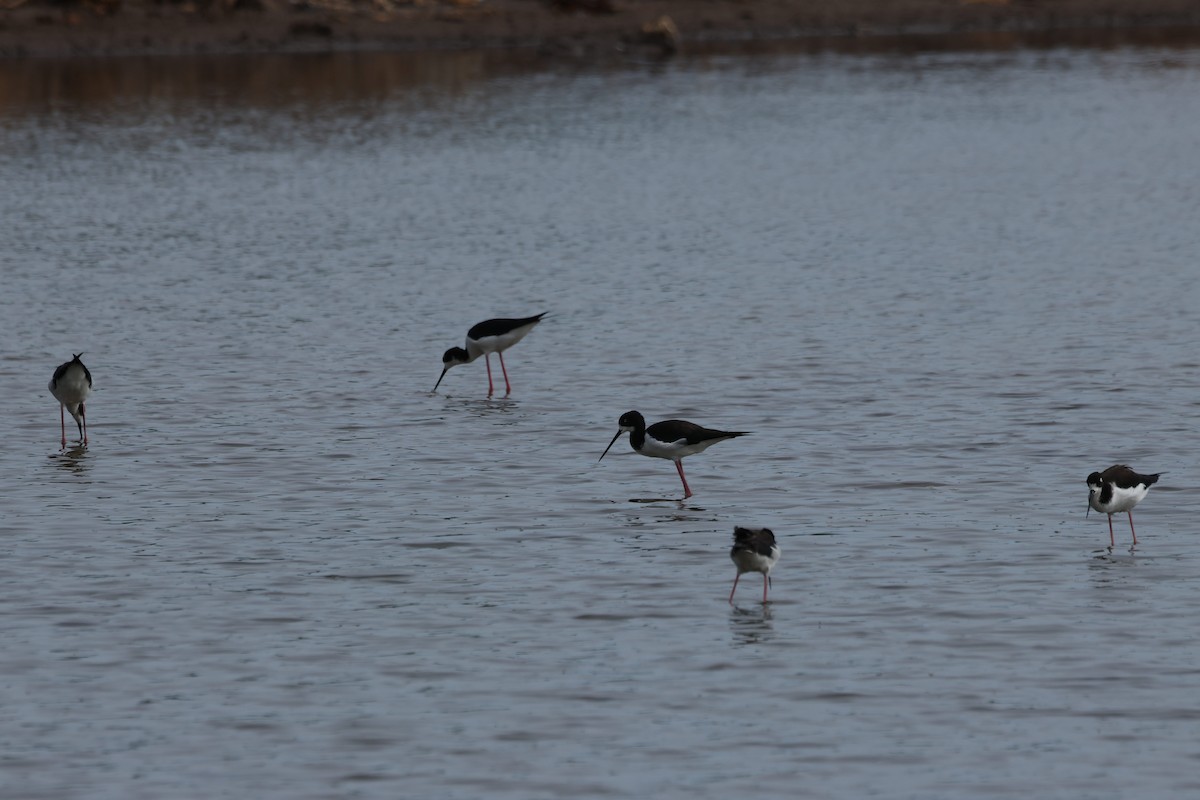 Échasse d'Amérique (knudseni) - ML644731506