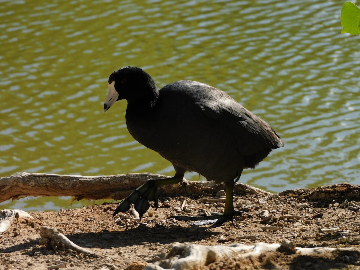 Foulque d'Amérique (forme à cachet rouge) - ML644731507