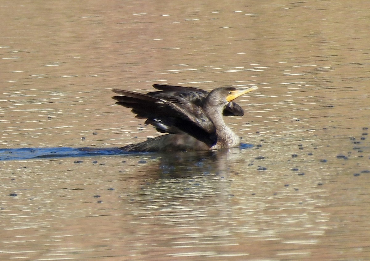 Cormoran à aigrettes - ML644731508