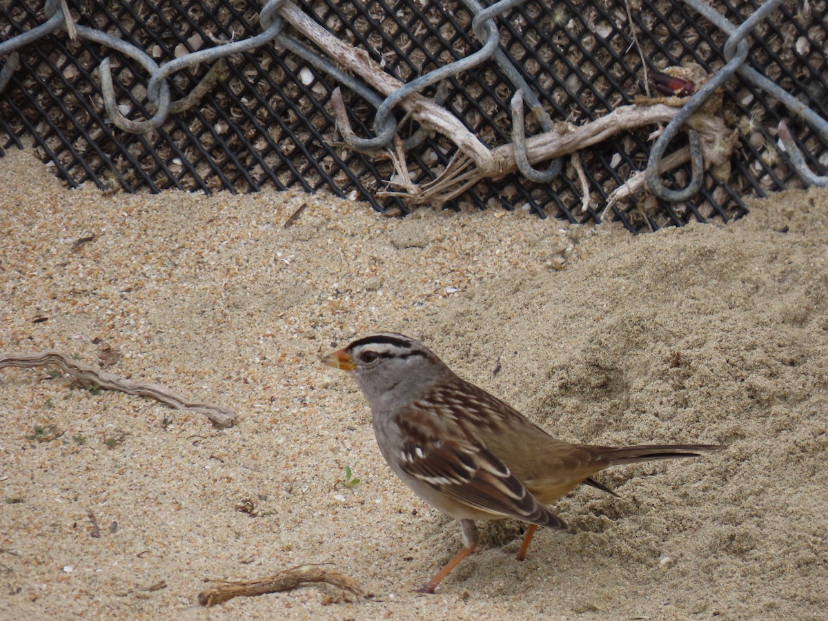 Bruant à couronne blanche - ML644731509