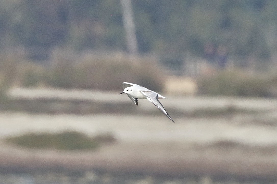 Mouette de Bonaparte - ML644731510