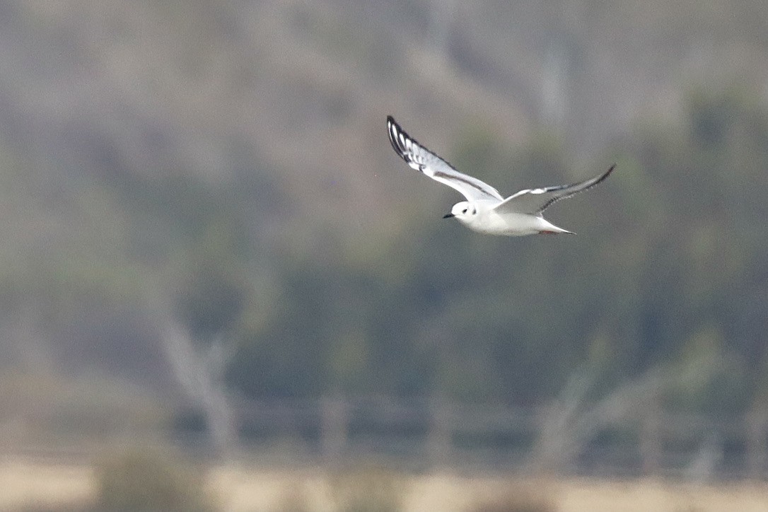 Mouette de Bonaparte - ML644731511