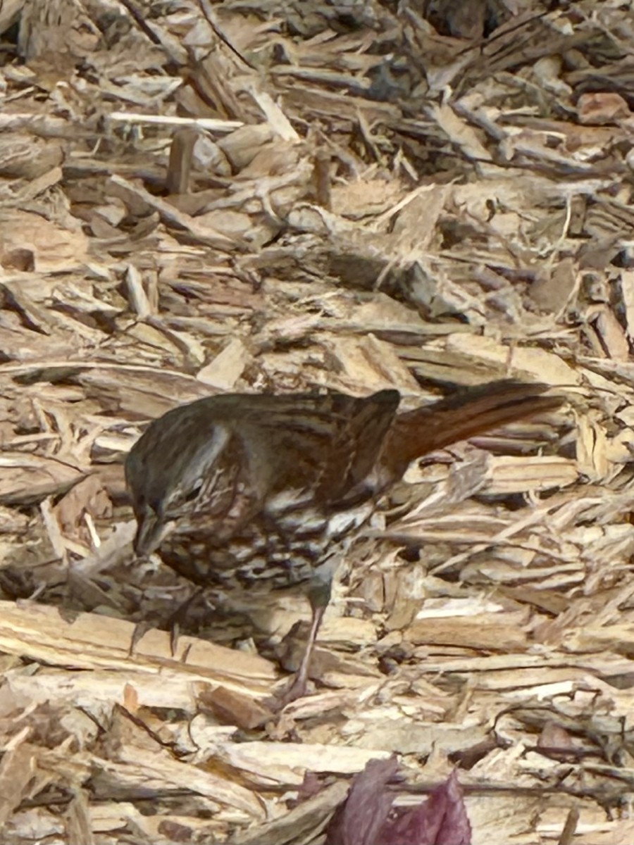 Bruant fauve - ML644731513