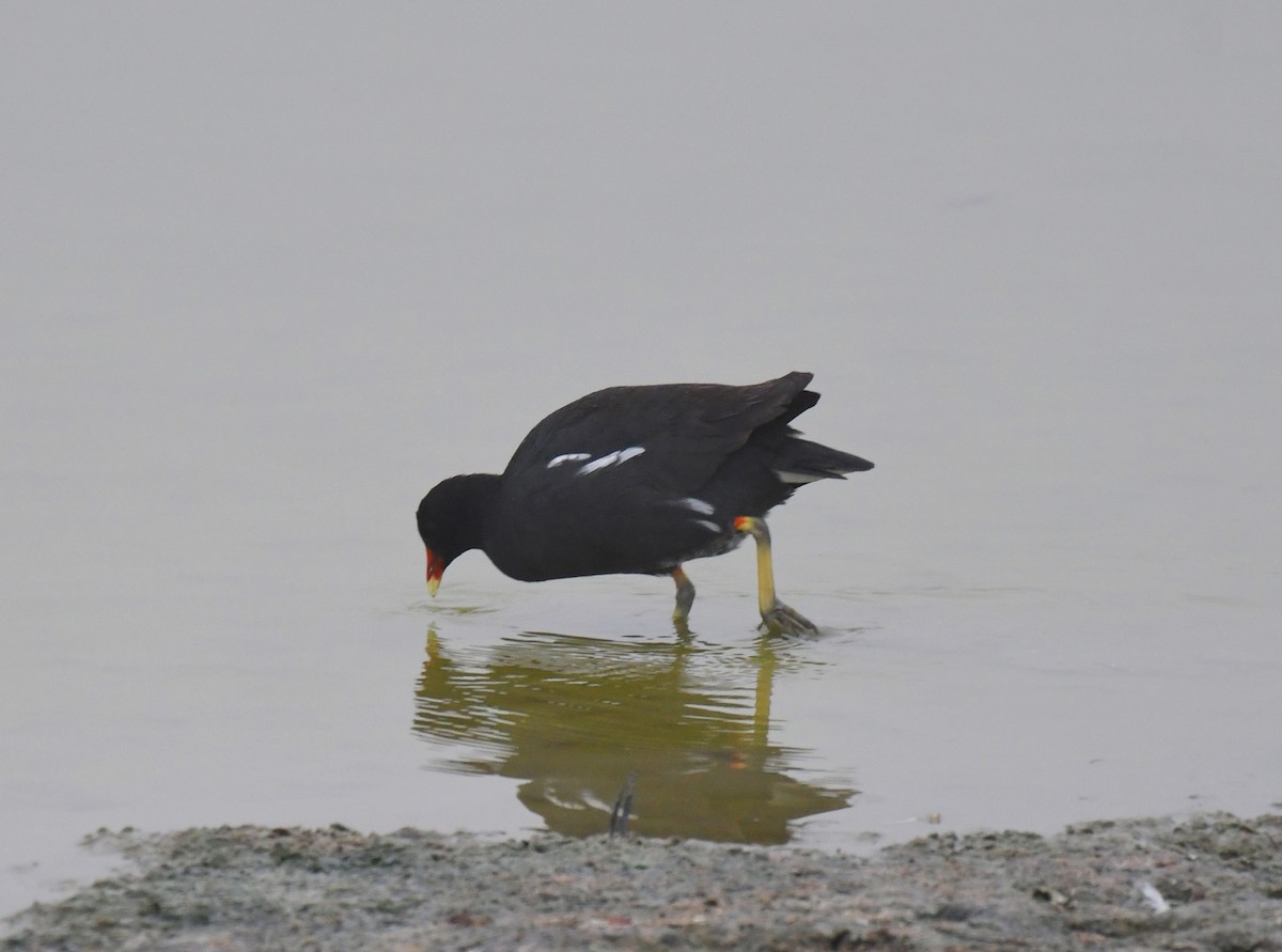 Gallinule d'Amérique - ML644731514