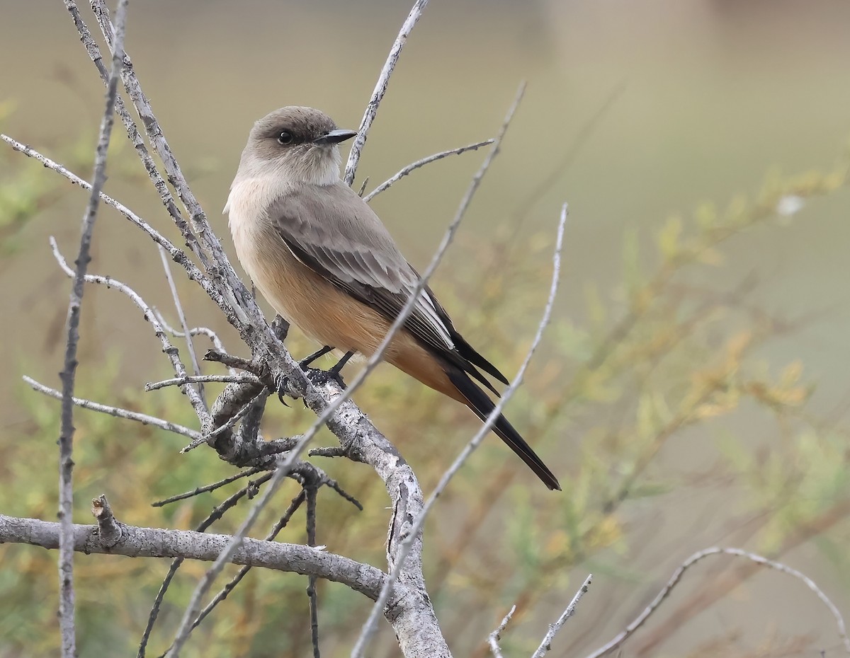 Moucherolle à ventre roux - ML644731516