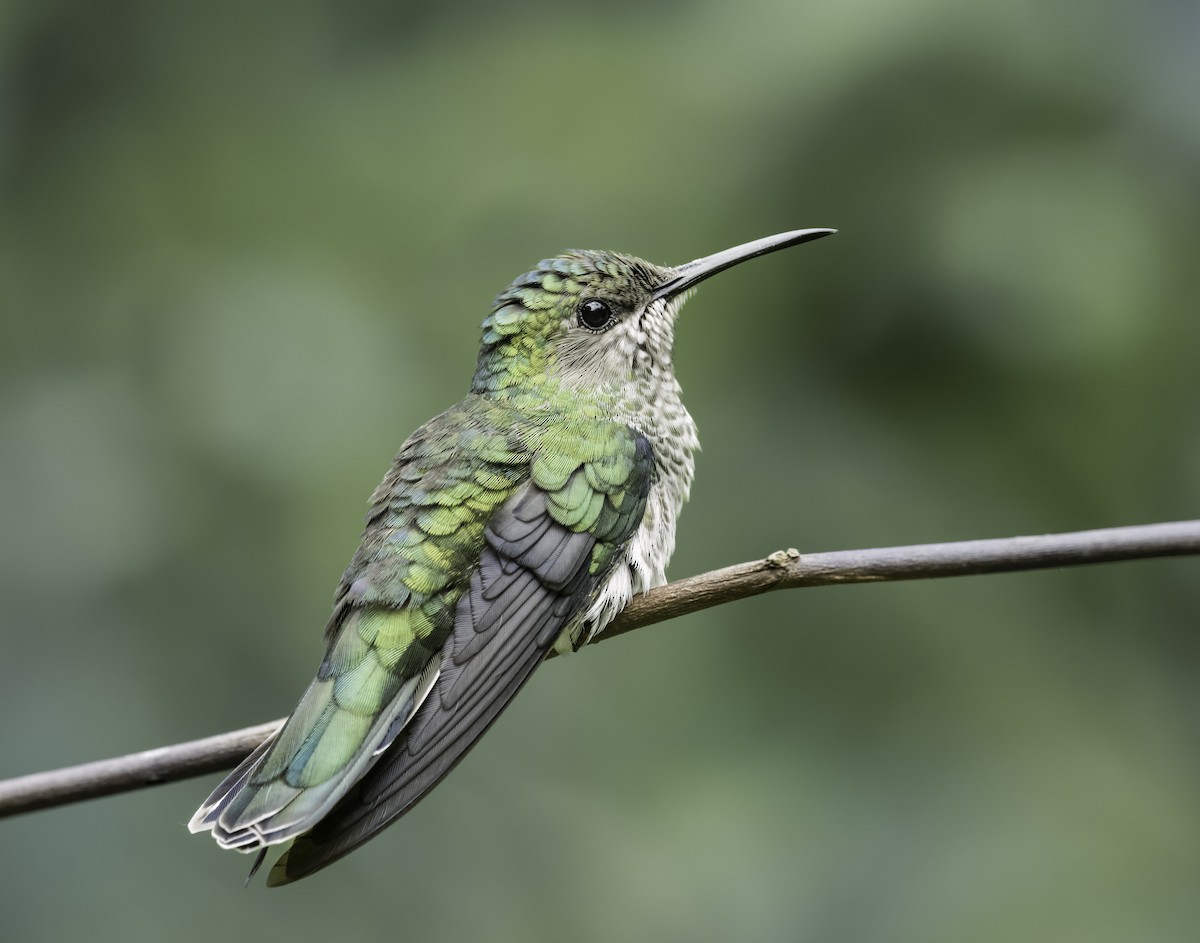 Ariane à ventre blanc - ML644731517