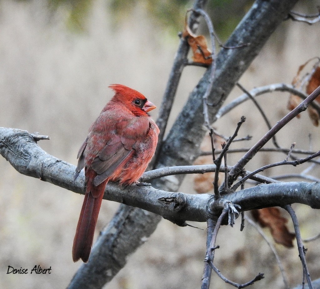 Cardinal rouge - ML644731519