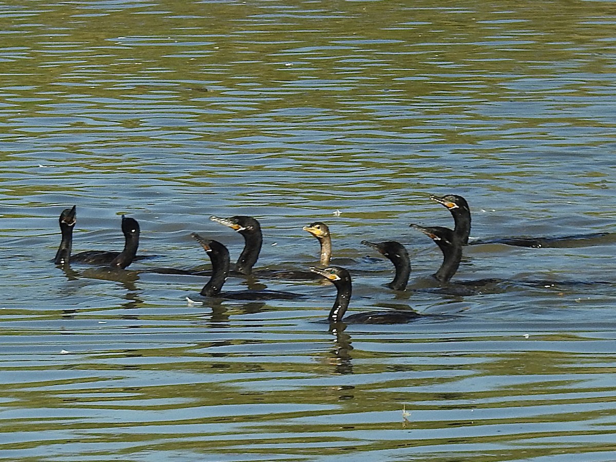 Cormoran vigua - ML644731521