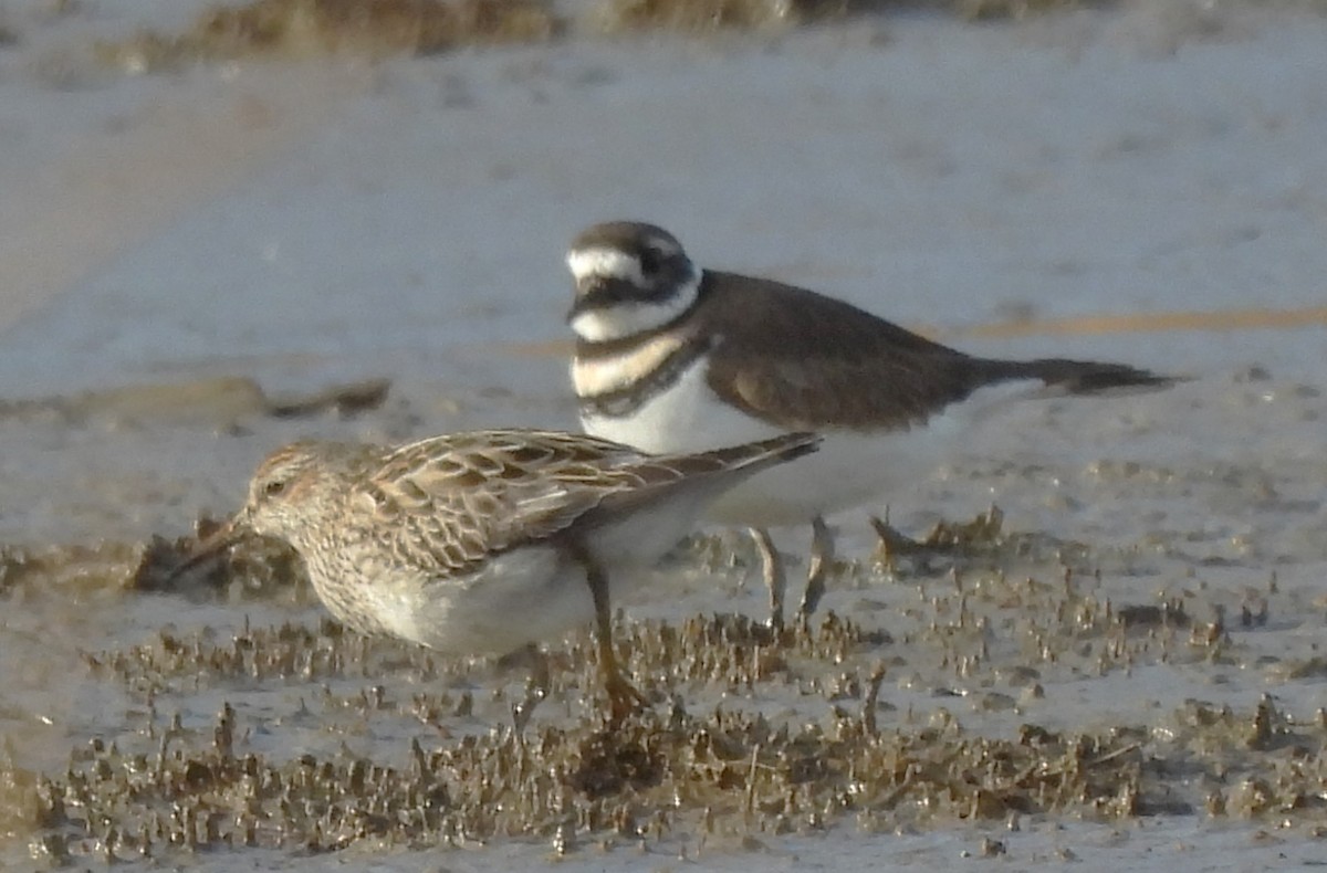 Bécasseau à poitrine cendrée - ML644731523