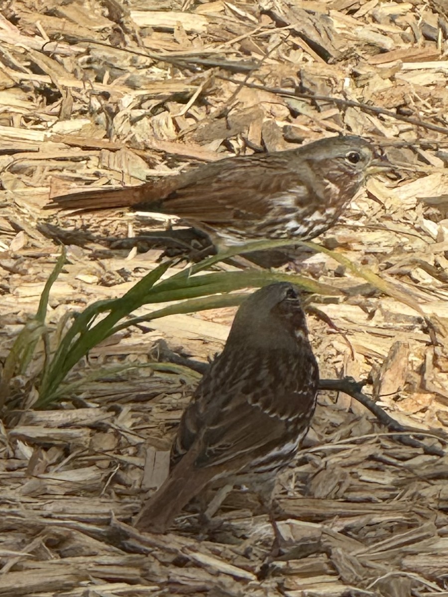 Fox Sparrow - ML644731524