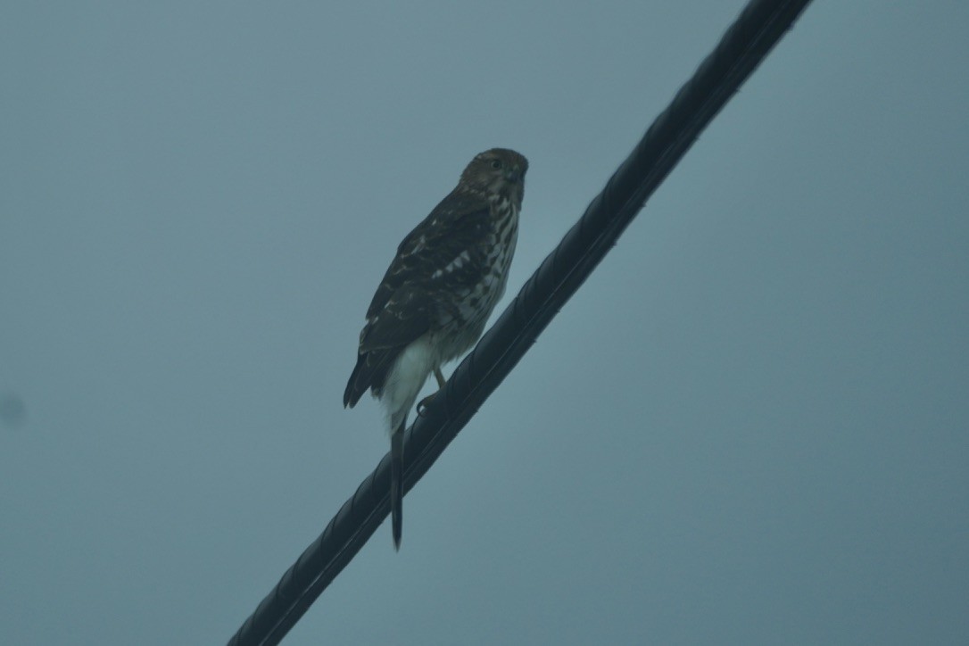 Cooper's Hawk - ML644731529