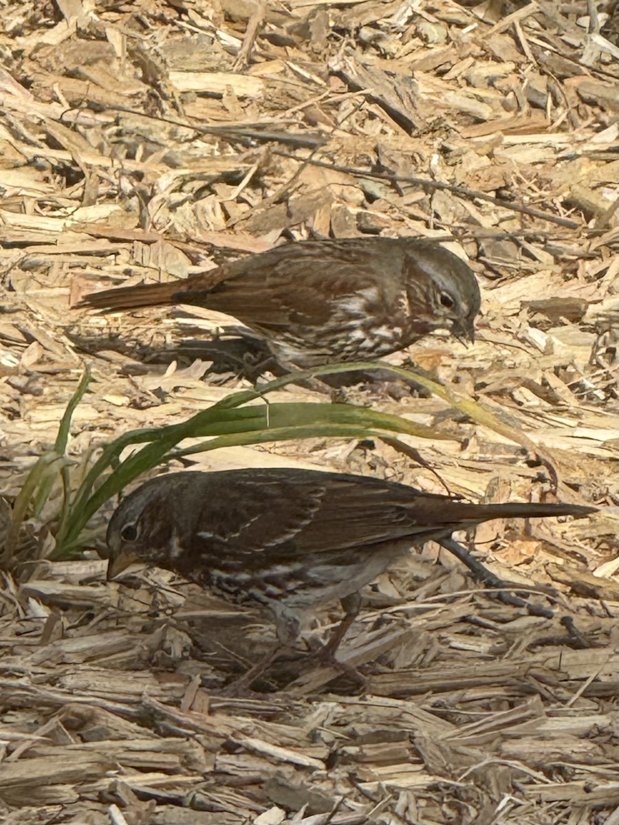 Fox Sparrow - ML644731532