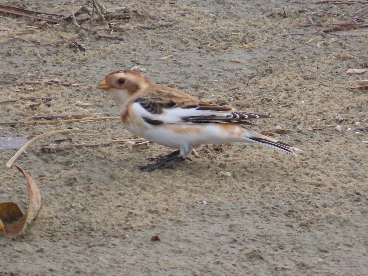 Snow Bunting - ML644731533