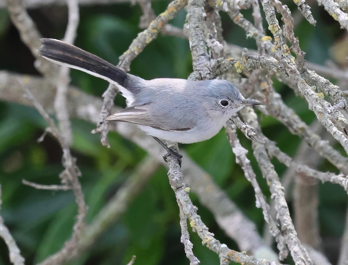 Голубая комароловка - ML644731534