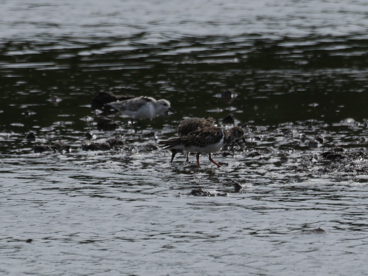 Voltapietre - ML644731538