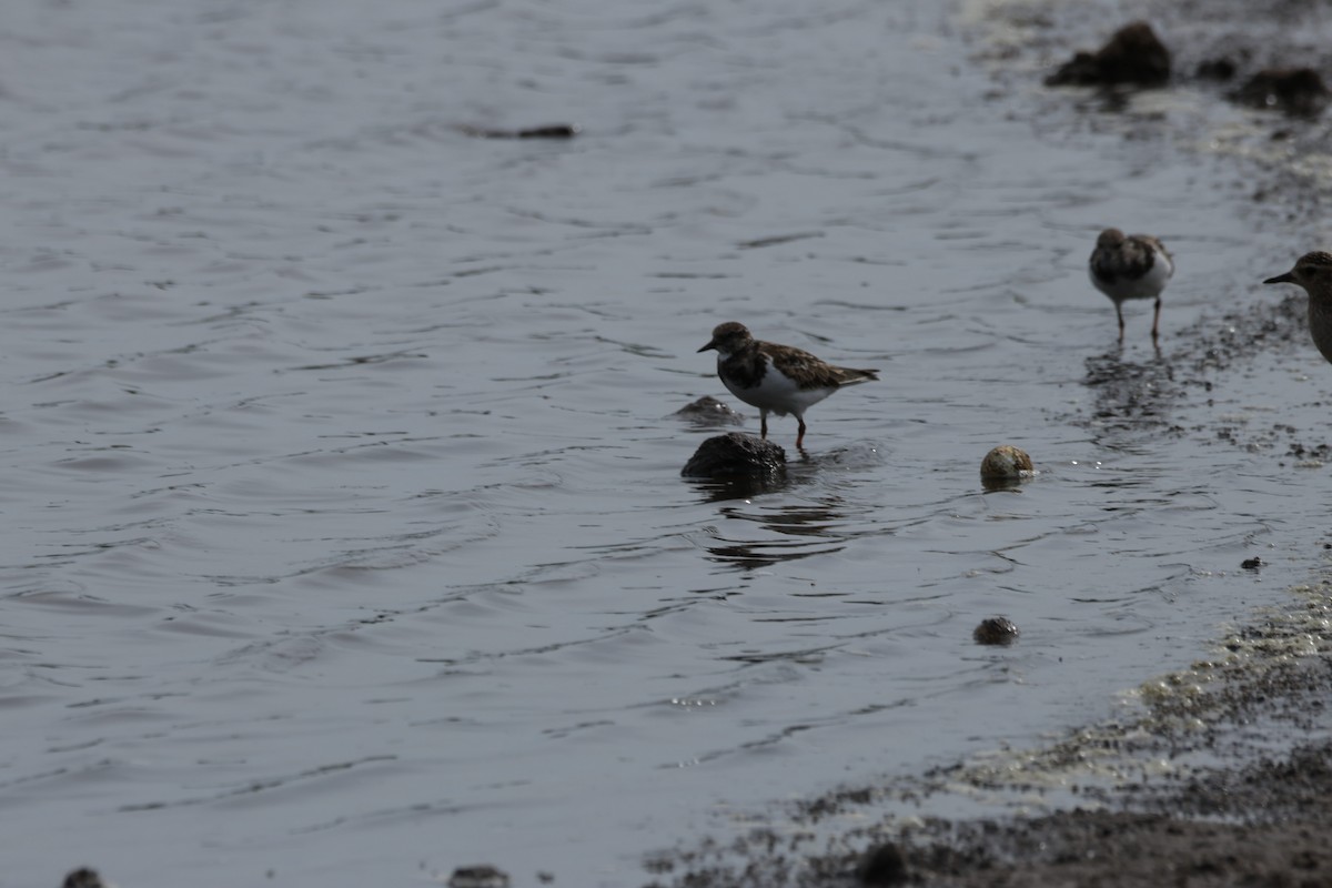 Voltapietre - ML644731539