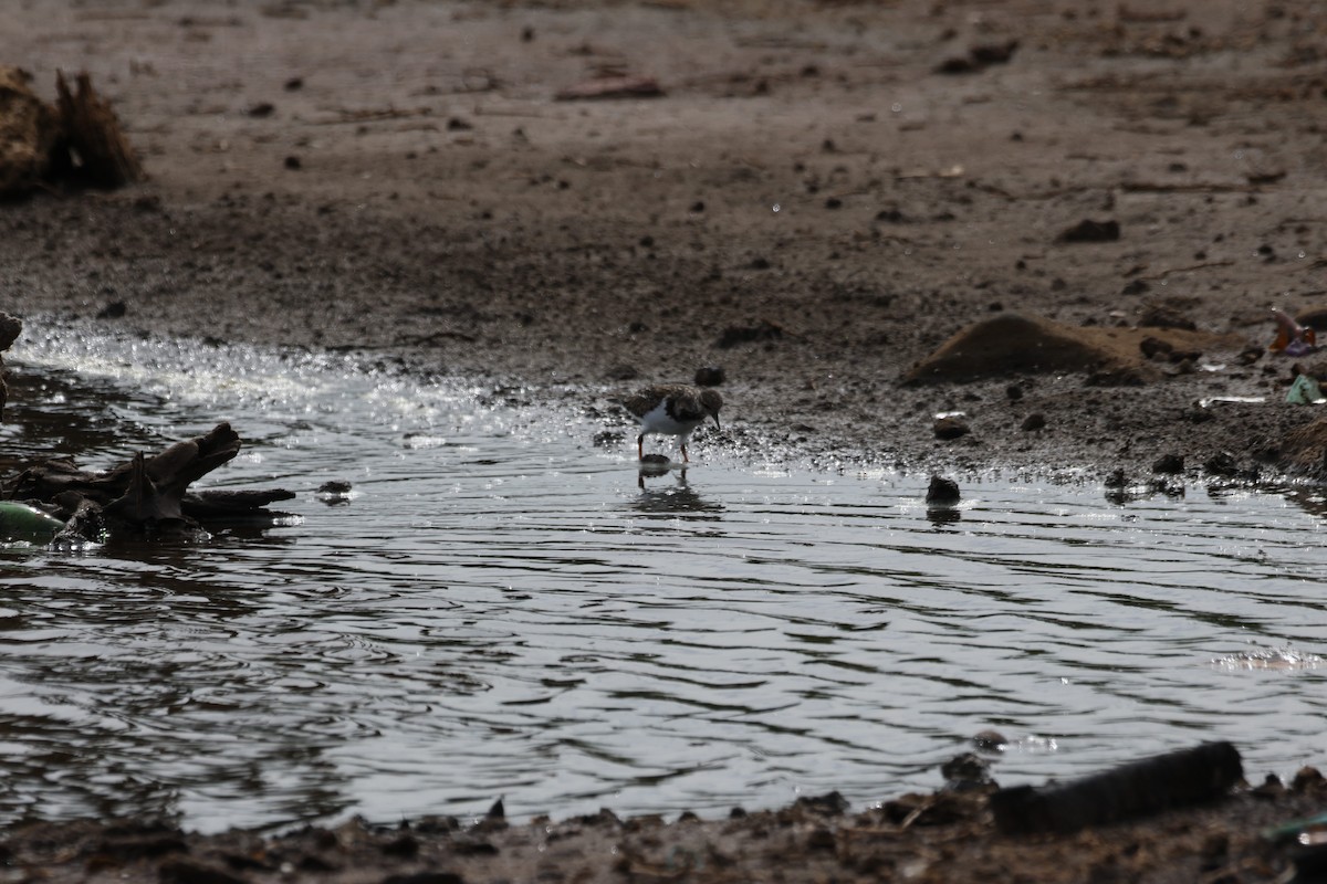 Voltapietre - ML644731540