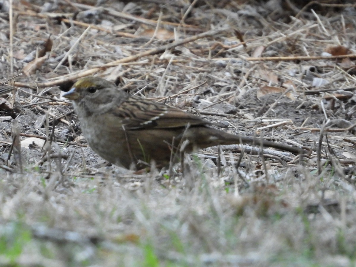 Golden-crowned Sparrow - ML644731546
