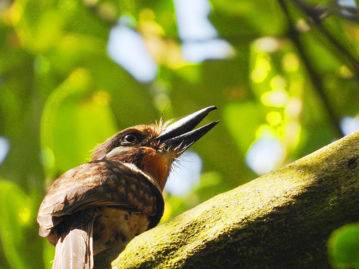 Russet-throated Puffbird - ML644731551