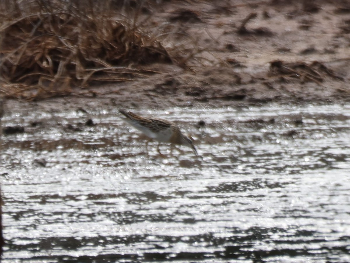 Sharp-tailed Sandpiper - ML644731553