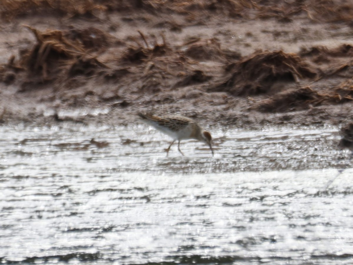 Sharp-tailed Sandpiper - ML644731554