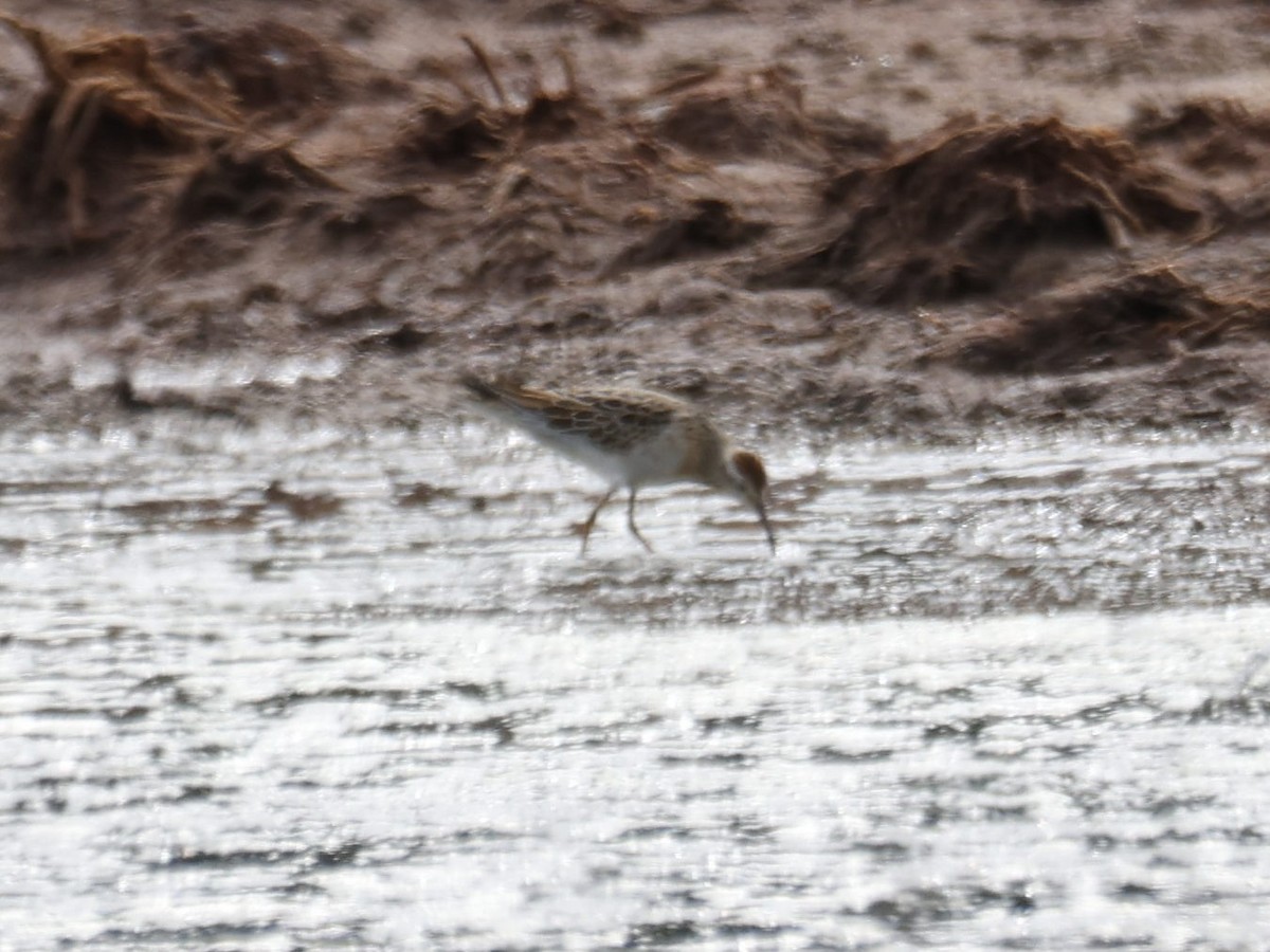 Sharp-tailed Sandpiper - ML644731555