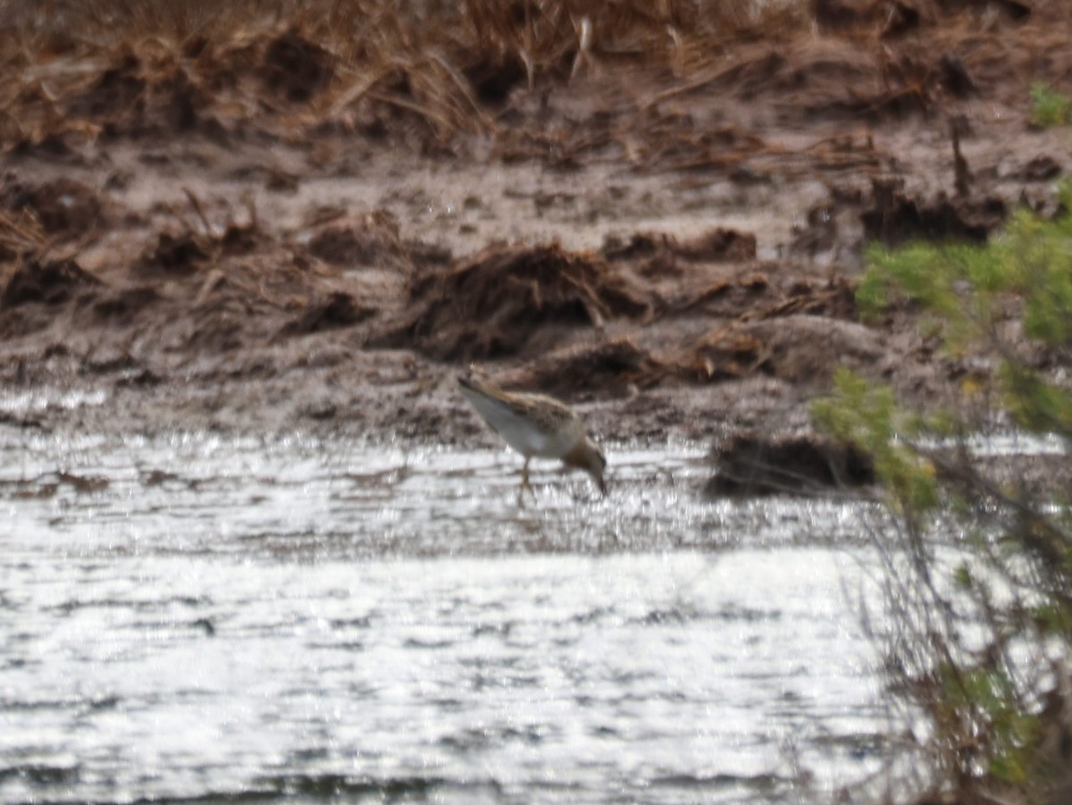 Sharp-tailed Sandpiper - ML644731556