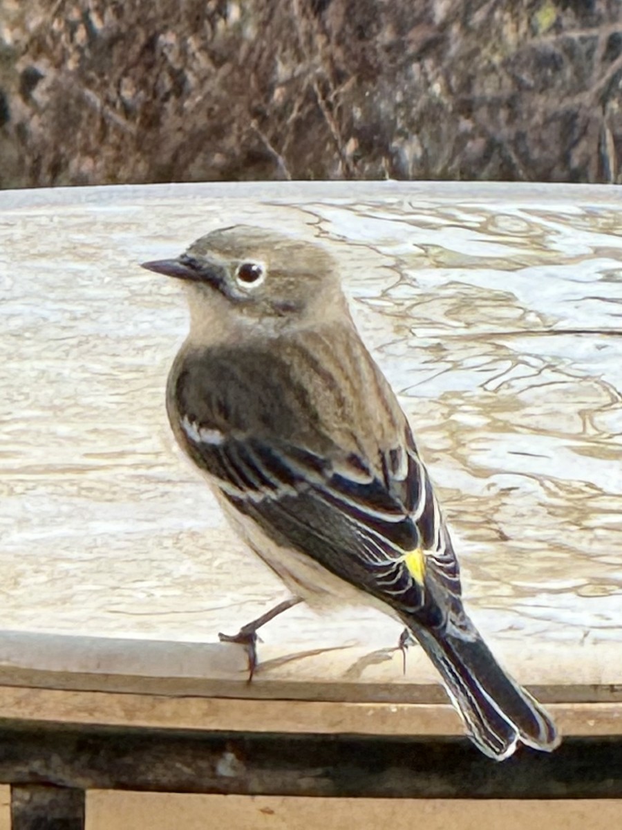Yellow-rumped Warbler - ML644731558
