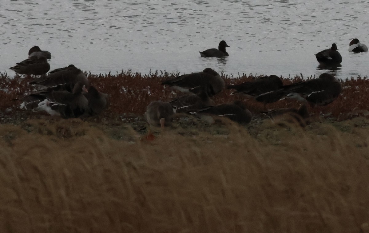 Greater White-fronted Goose - ML644731560