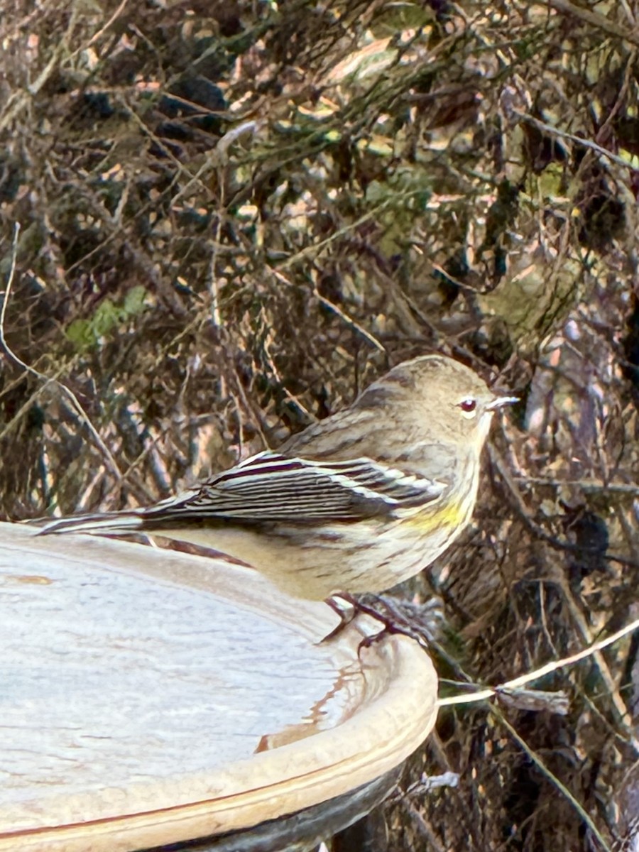 Yellow-rumped Warbler - ML644731574