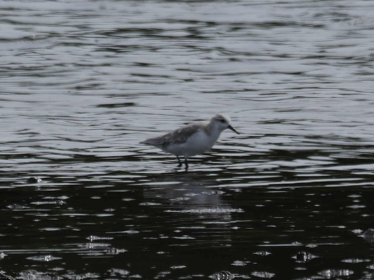 Piovanello tridattilo - ML644731576