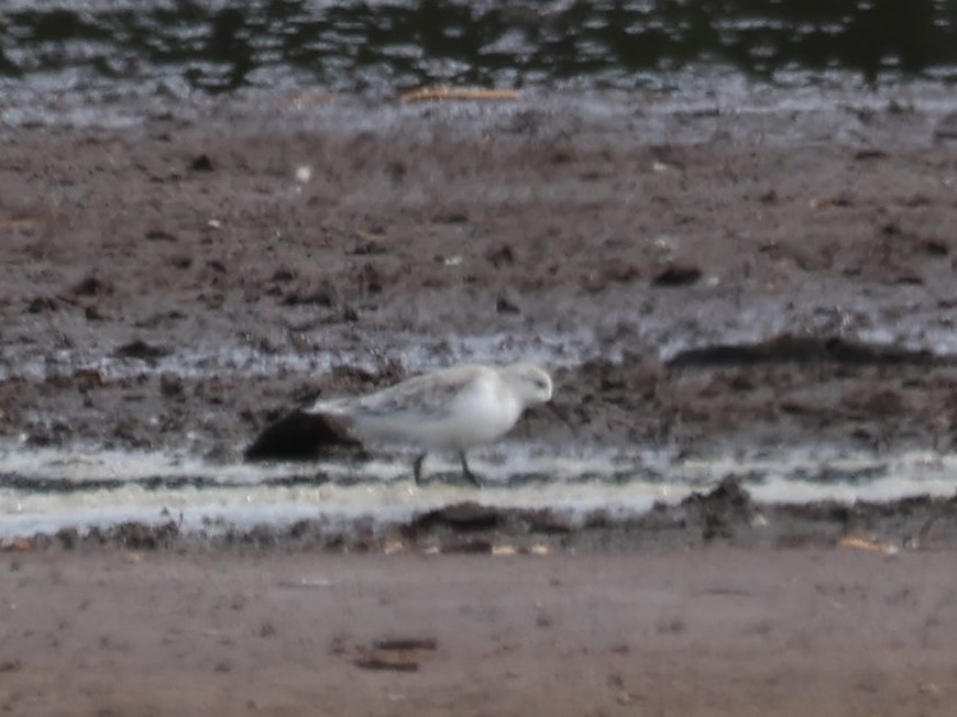 Piovanello tridattilo - ML644731577