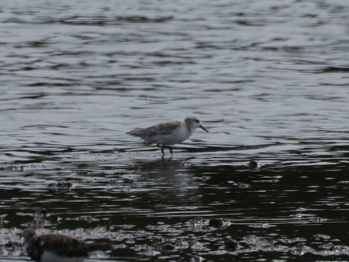 Piovanello tridattilo - ML644731578