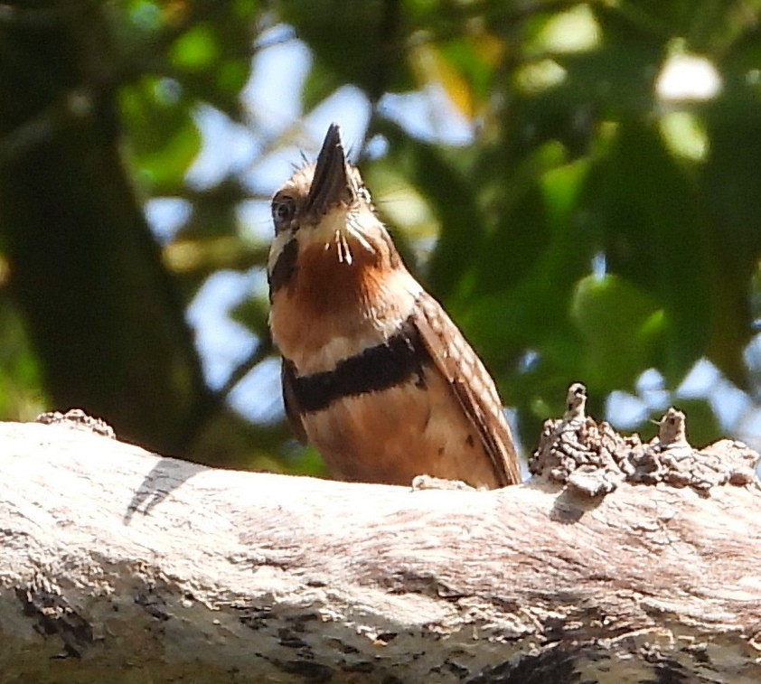 Russet-throated Puffbird - ML644731579