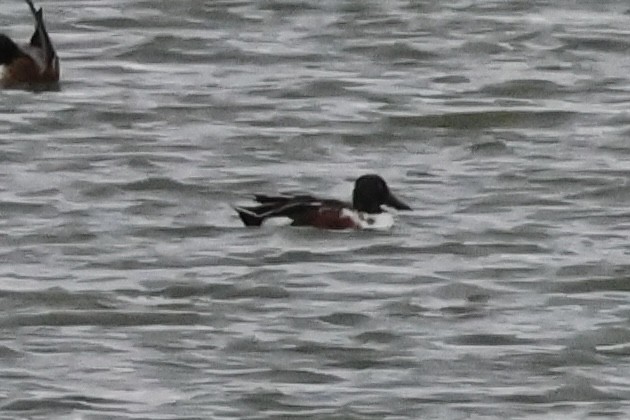 Mestolone - ML644731580