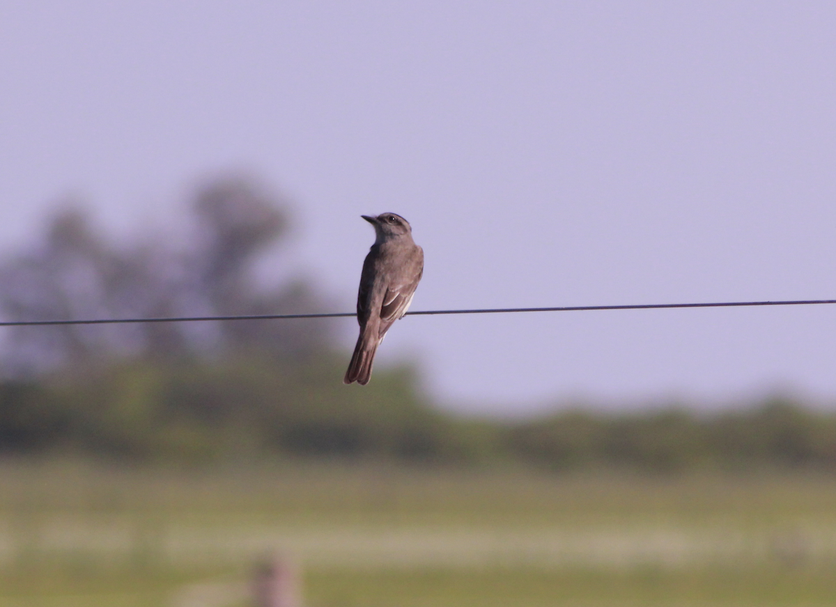 Crowned Slaty Flycatcher - ML644731586