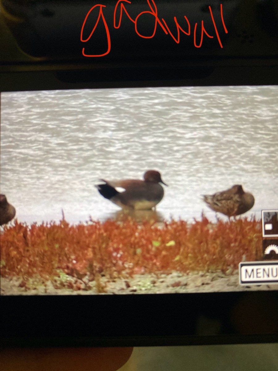 Ánade Friso - ML644731613