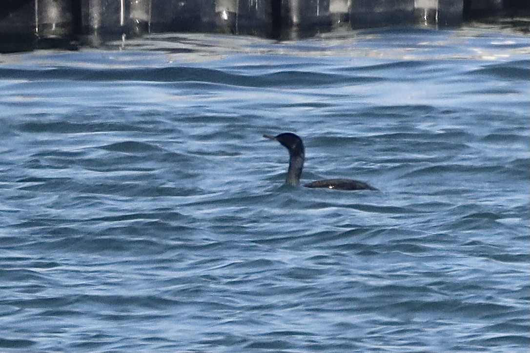 Pelagic Cormorant - ML644731614
