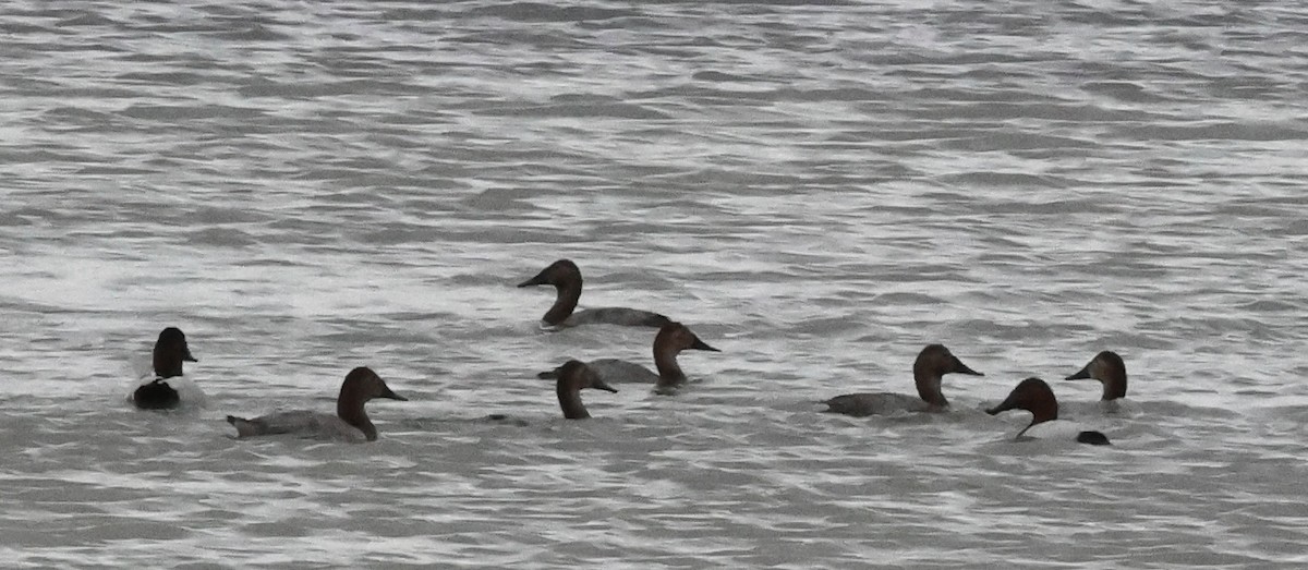 Canvasback - ML644731619