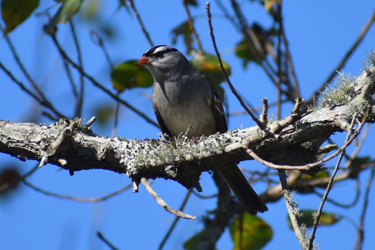 Белобровая овсянка - ML644731626
