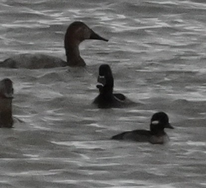Ring-necked Duck - ML644731629