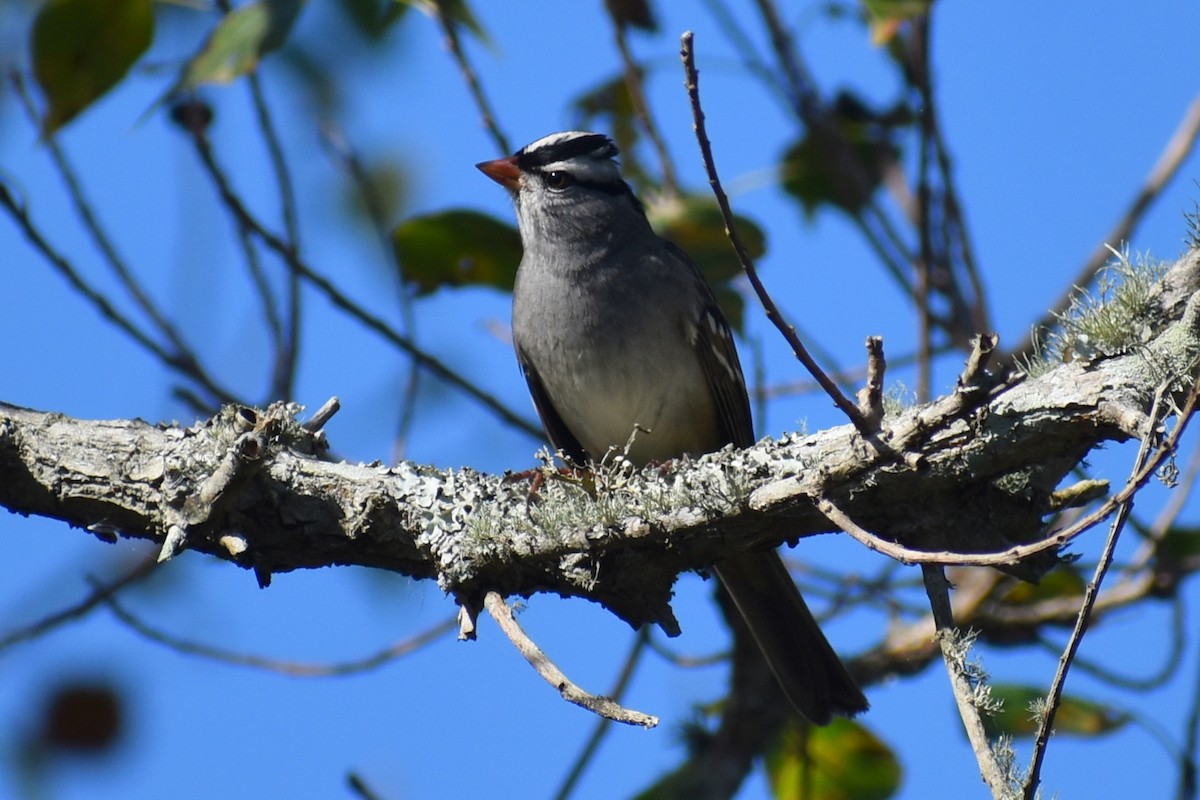 Белобровая овсянка - ML644731640